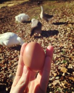 Fun Facts About Chickens Image